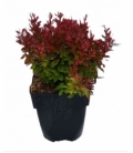Berberis