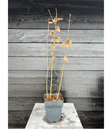 Carpinus