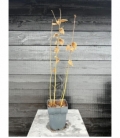 Carpinus