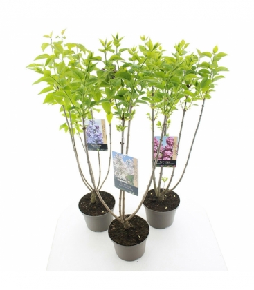 Syringa