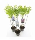 Syringa