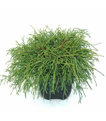 Chamaecyparis