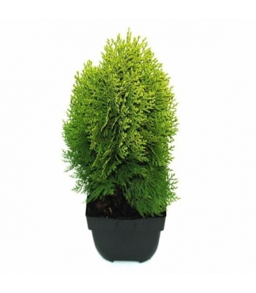 Platycladus