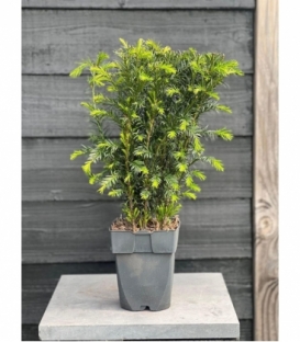 Taxus