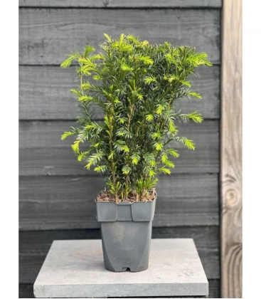 Taxus