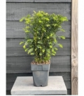 Taxus