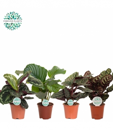Calathea
