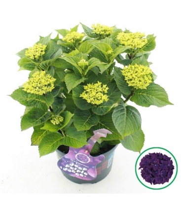 Hydrangea