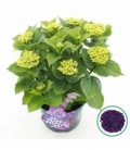 Hydrangea