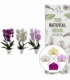 Phalaenopsis