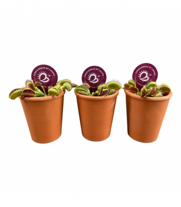 Dionaea