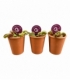 Dionaea