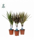 Dracaena
