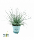 Festuca
