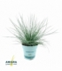 Festuca