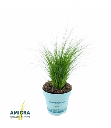 Stipa