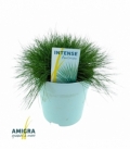 Festuca