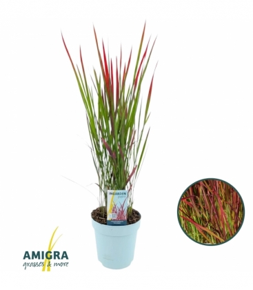Imperata