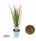 Imperata