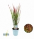 Imperata