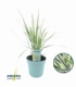 Calamagrostis