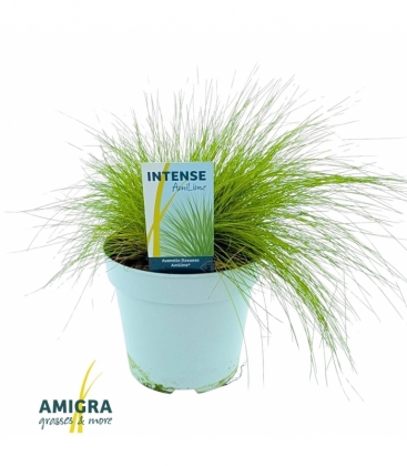 Deschampsia