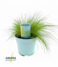 Deschampsia