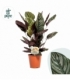 Calathea