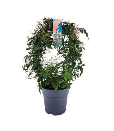 Jasminum