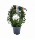 Jasminum
