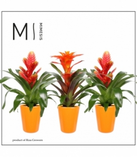 Bromelia