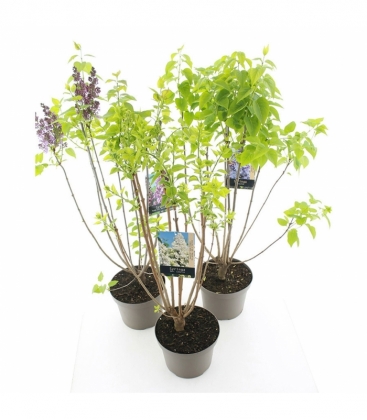 Syringa