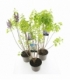 Syringa
