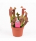 Sarracenia