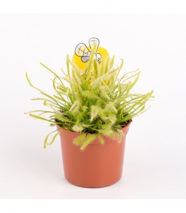 Drosera
