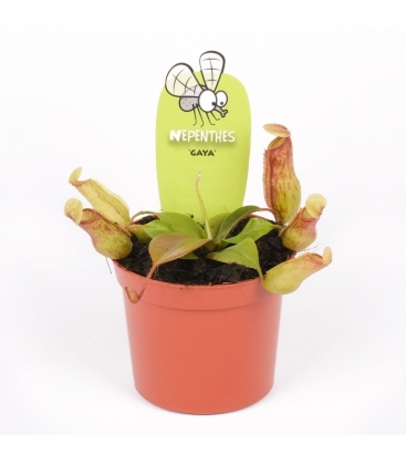 Nepenthes