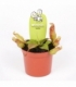 Nepenthes