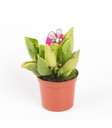 Sarracenia