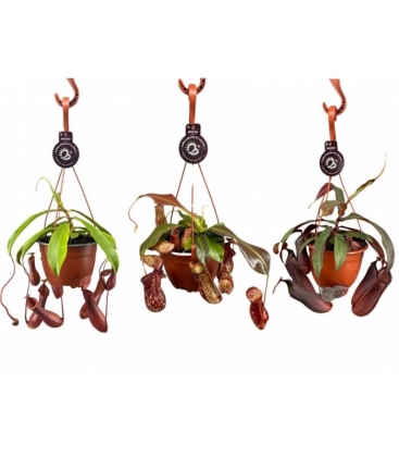 Nepenthes