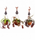 Nepenthes
