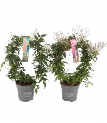 Jasminum