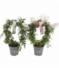 Jasminum