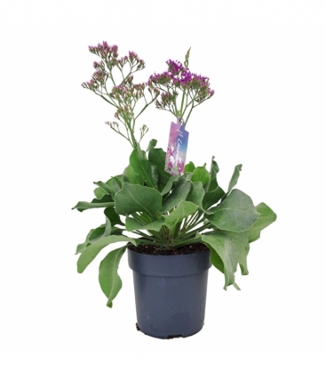 Limonium