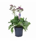 Limonium