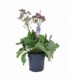 Limonium
