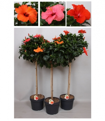 Hibiscus