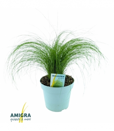 Stipa