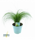Stipa