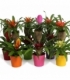 Bromelia