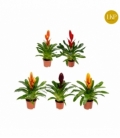 Vriesea